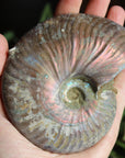 Ammonite fossil 1, new