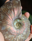 Ammonite fossil 1, new