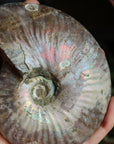Ammonite fossil 1, new