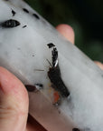 Black tourmaline in quartz tower 1 new