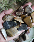Petrified wood tumbled stones (set of 3)