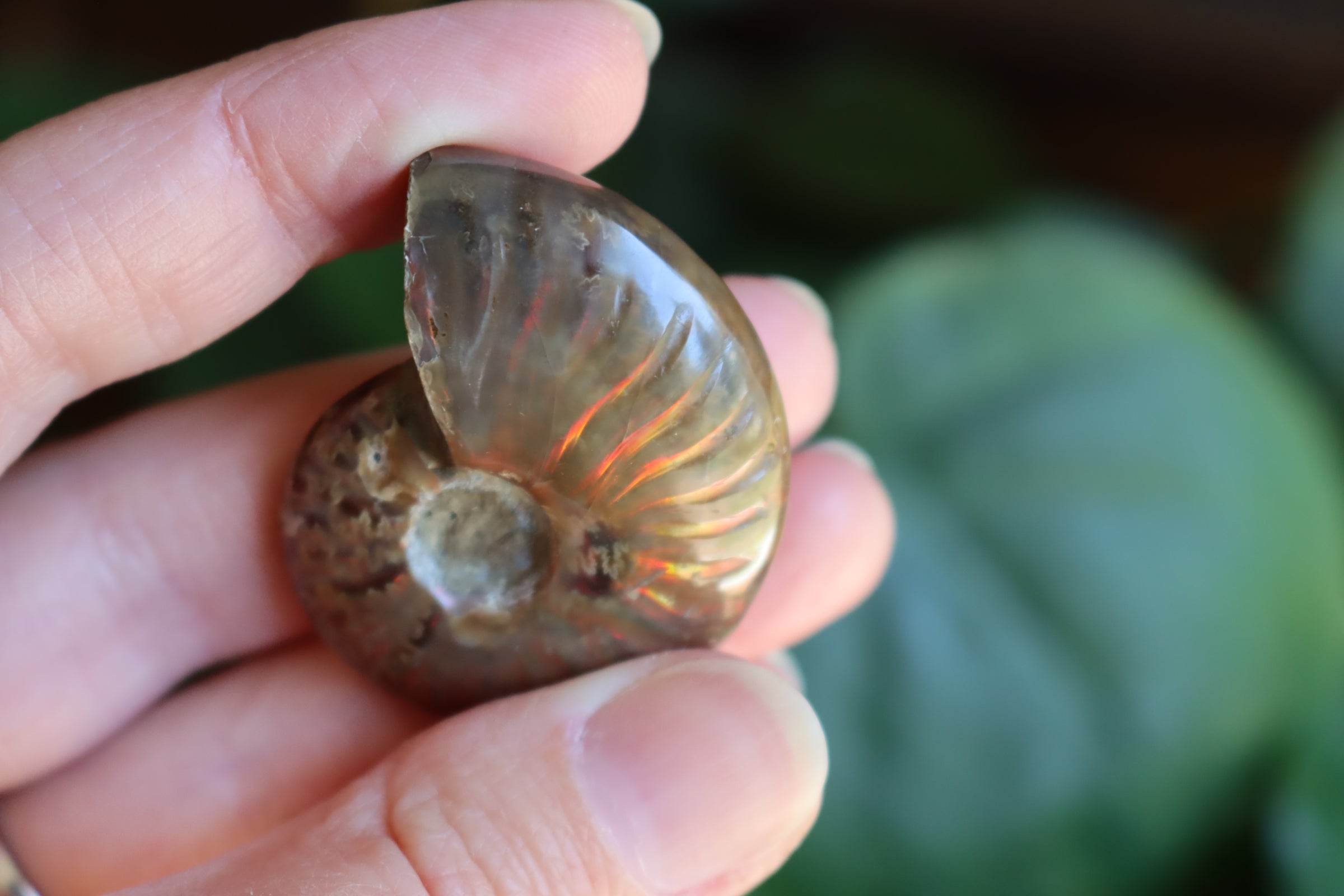 Opalized ammonite fossil 9 new
