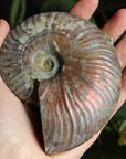 Ammonite fossil 1, new