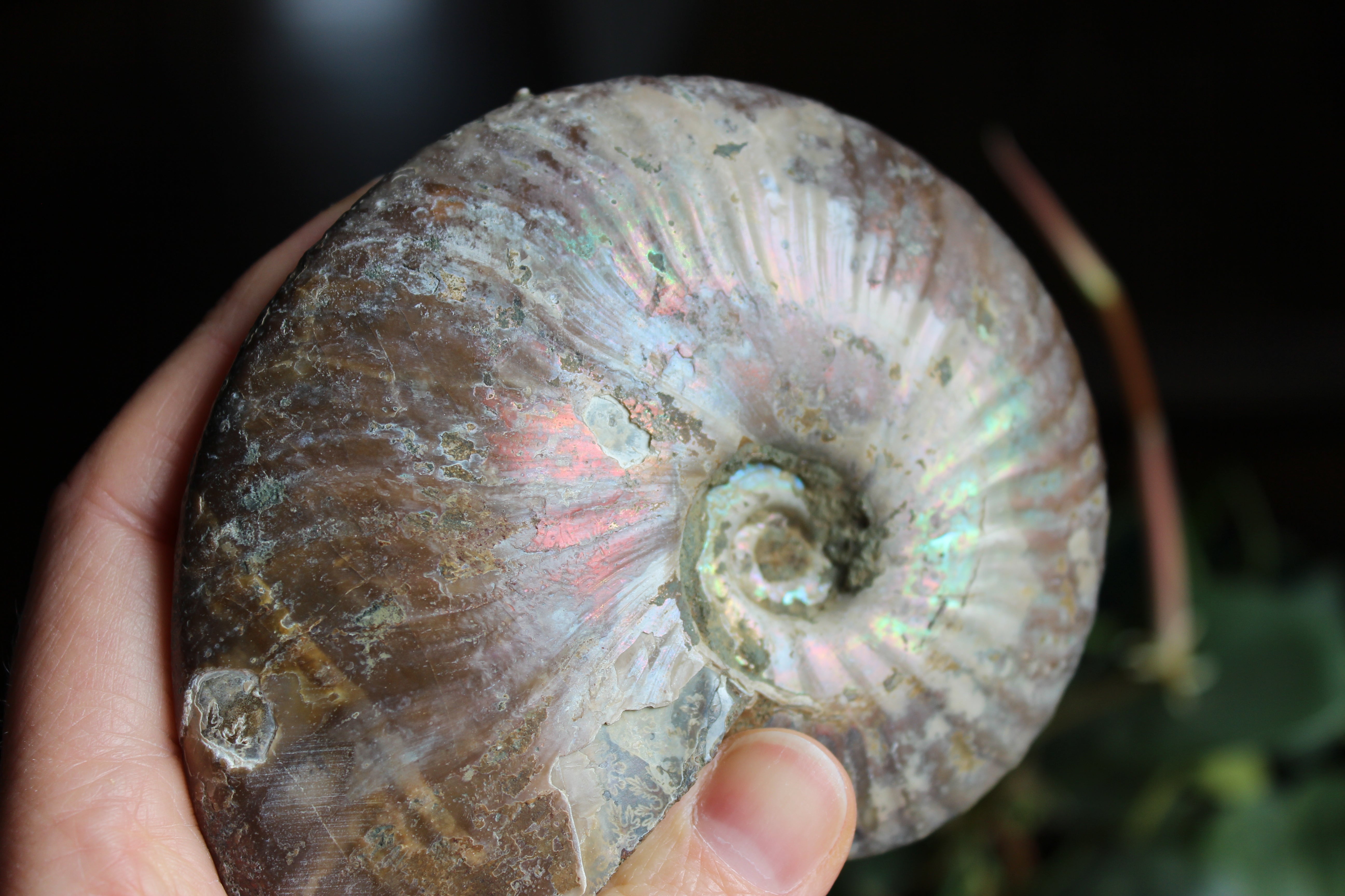 Ammonite fossil 1, new