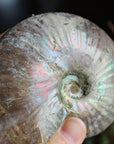 Ammonite fossil 1, new