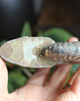 Ammonite fossil 1, new