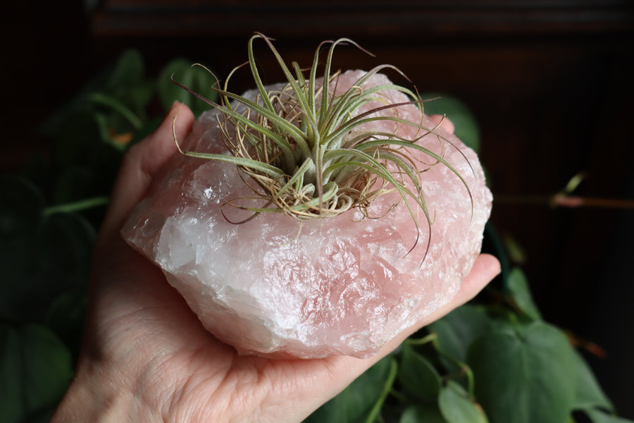 Rose quartz candle/plant holder 1
