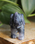 Fluorite elephant 2, new