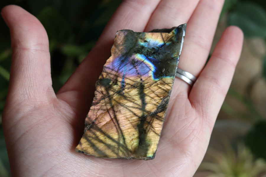 Semi polished labradorite slab 7 new