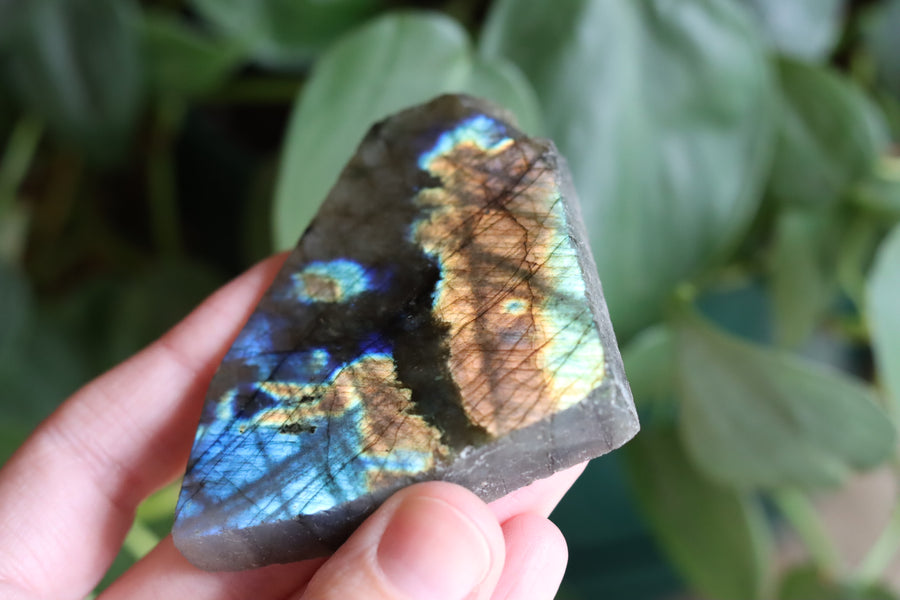 Semi polished labradorite slab 8