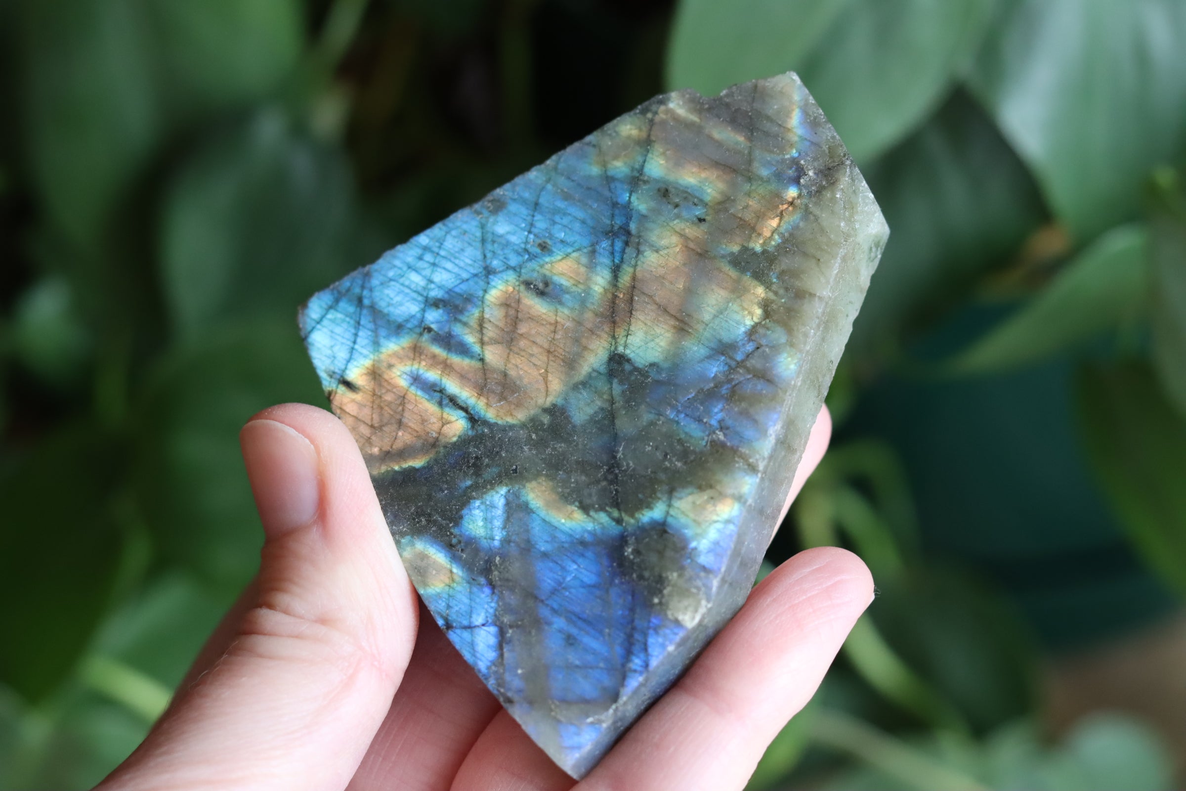 Semi polished labradorite slab 8