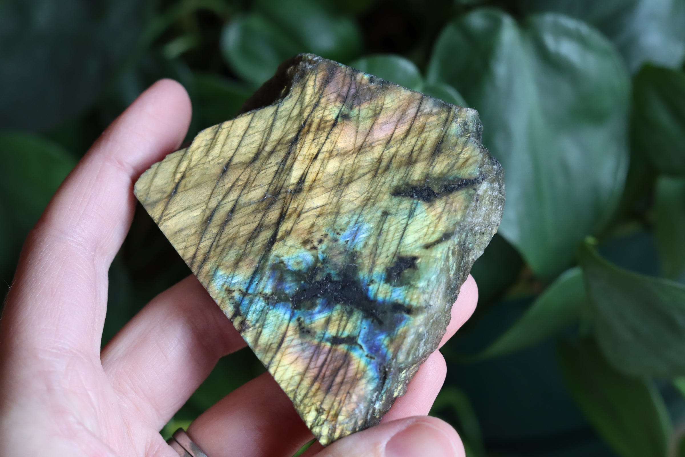 Semi polished labradorite slab 13