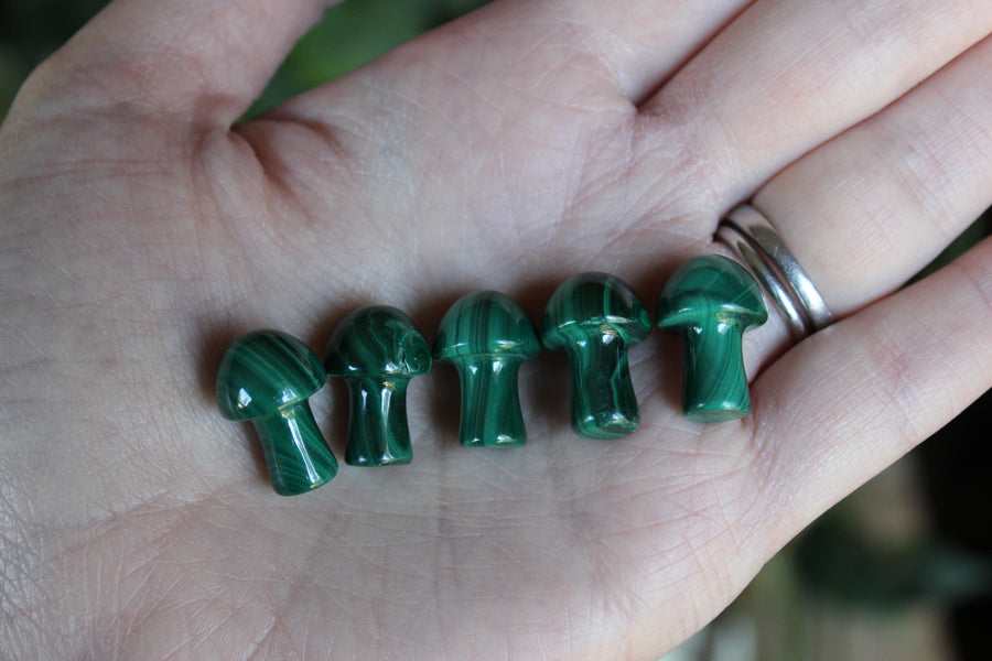 Tiny malachite mushroom
