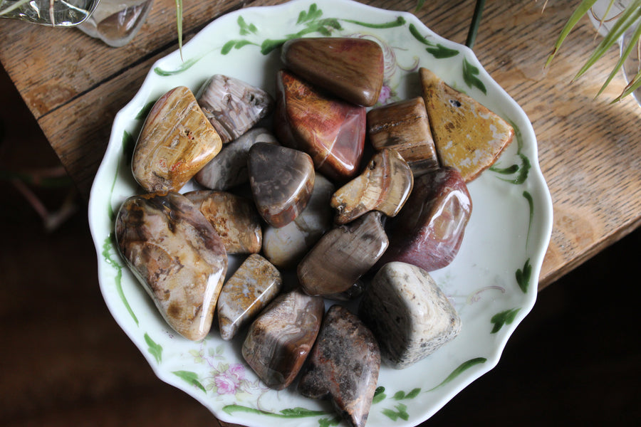 Petrified wood tumbled stones (set of 3)