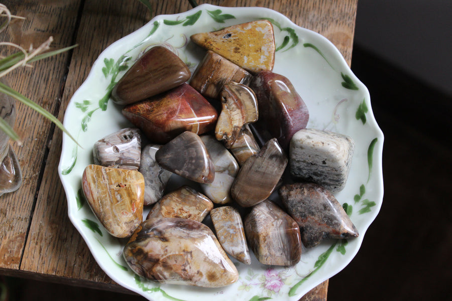 Petrified wood tumbled stones (set of 3)