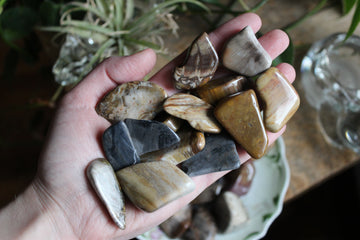 Petrified wood tumbled stones (set of 3)